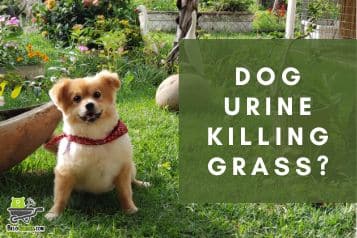Dog urine killing grass | protect your lawn from urine spots!