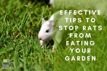8 effective tips to stop rats from eating your garden