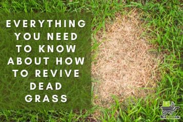 Everything you need to know about how to revive dead grass