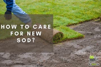 Top tips for caring for your new sod