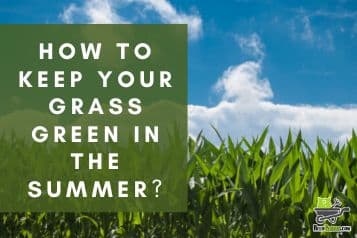 How to keep your grass green in the summer | 5 best tips to follow