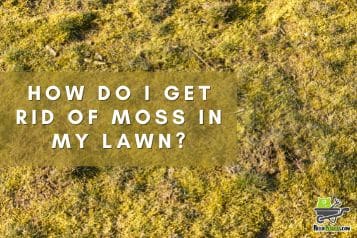 Say goodbye to moss: tips for getting rid of moss in your lawn