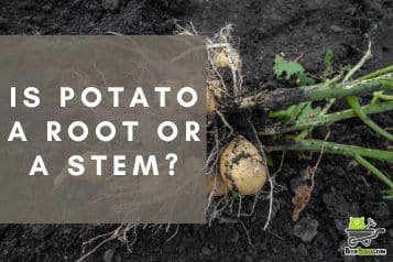 Is potato a root or a stem?