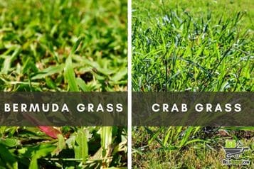 Bermuda grass Vs Crabgrass: Differences and Elimination Techniques for a Perfect Lawn