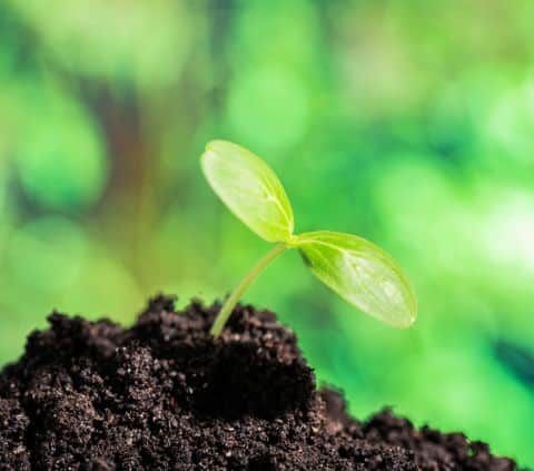 Signs of healthy soil