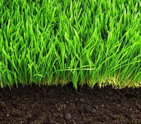 How can you tell if your soil is healthy?