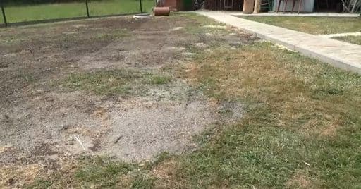 My patched lawn
