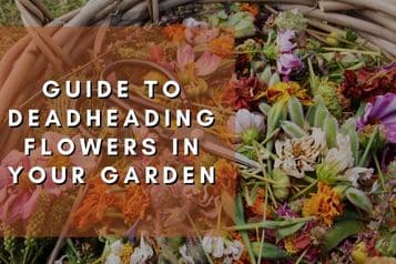 Guide to deadheading flowers in your garden | everything you should know!