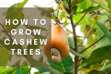 How to Grow Cashew Trees | Cashew Tree Care Tips