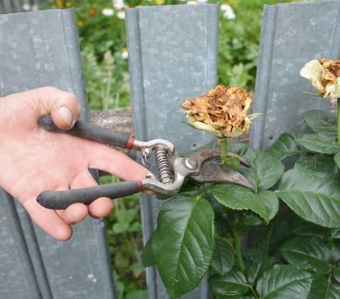 Deadheading flowers in your garden