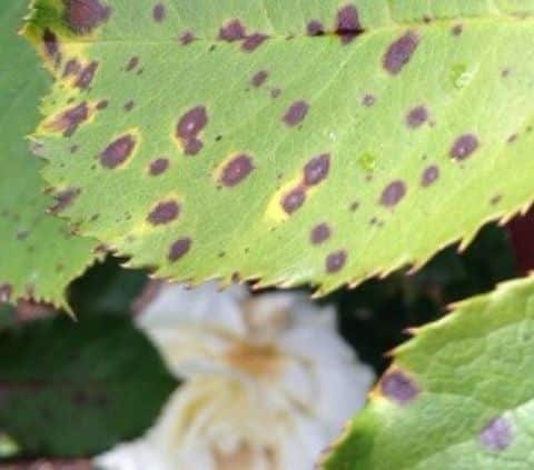 Brown spots on hibiscus leaves