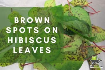 Brown spots on hibiscus leaves | cause and cure!