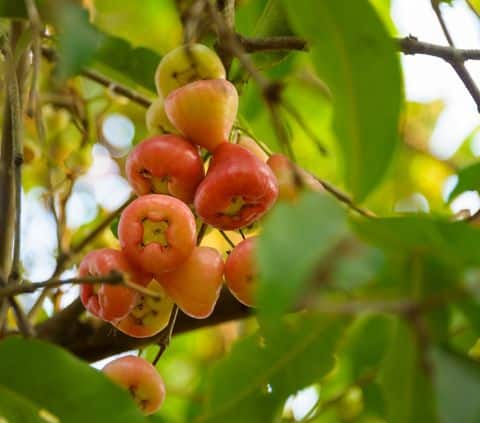 How to grow cashew trees