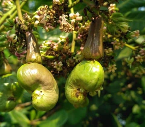 How to grow cashew trees | cashew tree care tips