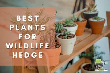 6 best plants for wildlife hedge