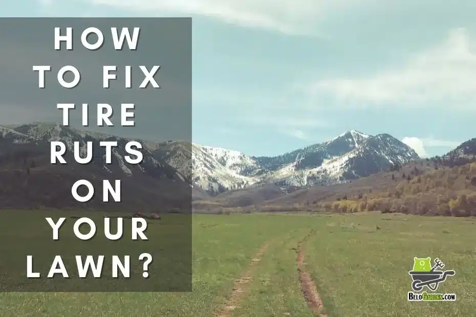 How to fix tire ruts on your lawn? | step-by-step guide
