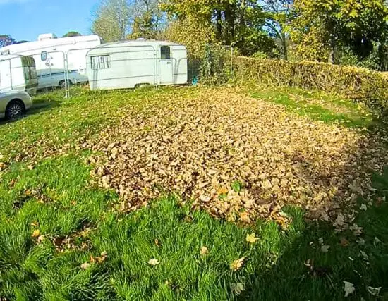 spreading leaves to mulch leaves with a lawn mower