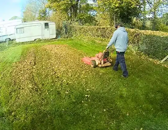 Finally mowing to mulch the leaves with a lawn mower