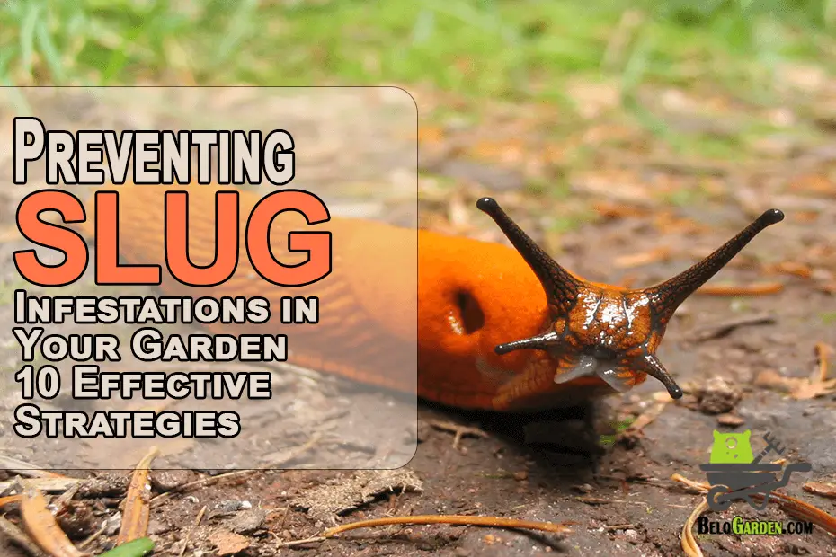 Slug infestations in your garden