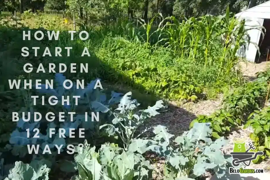 How to start a garden when on a tight budget in 12 free ways?