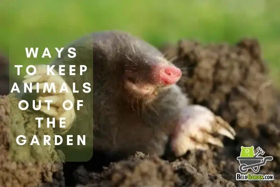 10 successful solutions for keeping animals out of the garden without harming them