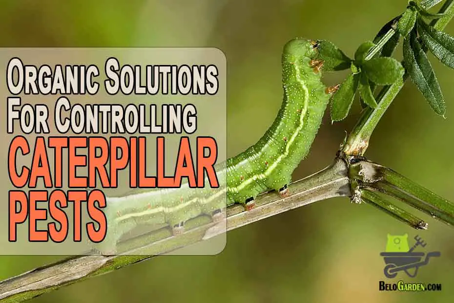 Organic solutions to control caterpillars