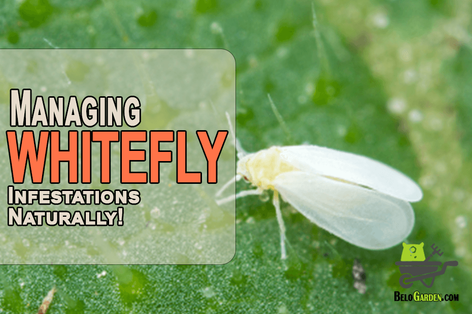 Managing whitefly infestations naturally