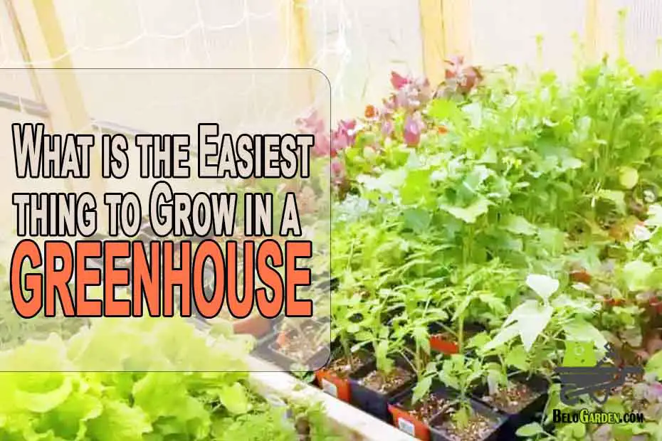 What's the easiest thing to grow in a greenhouse?