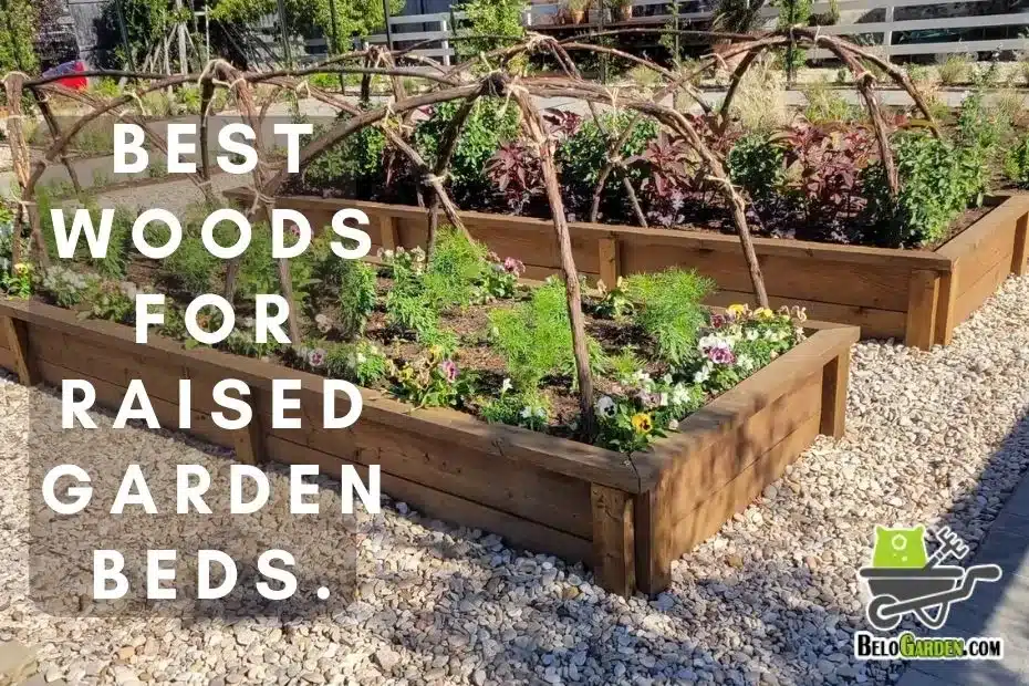 5 best wood for raised garden beds