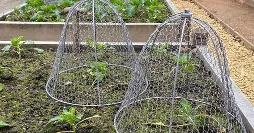 10 smart ways of keeping animals out of the garden without harming them