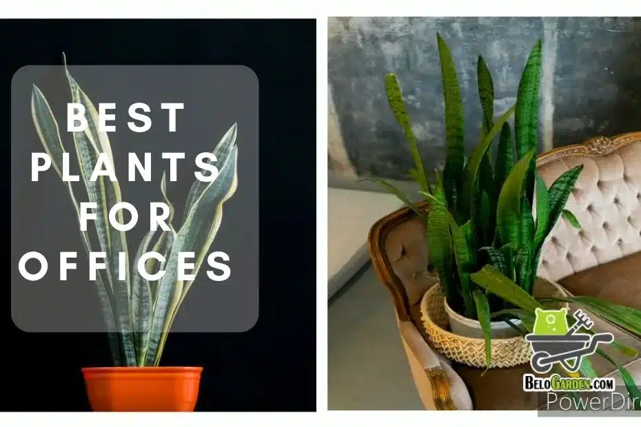 Best plants for offices