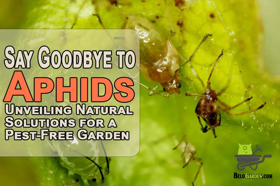 Say goodbye to aphids