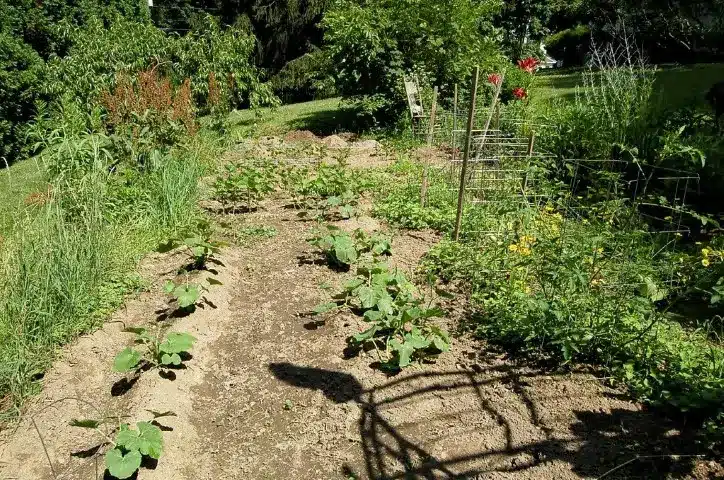 Small beginner vegetable garden