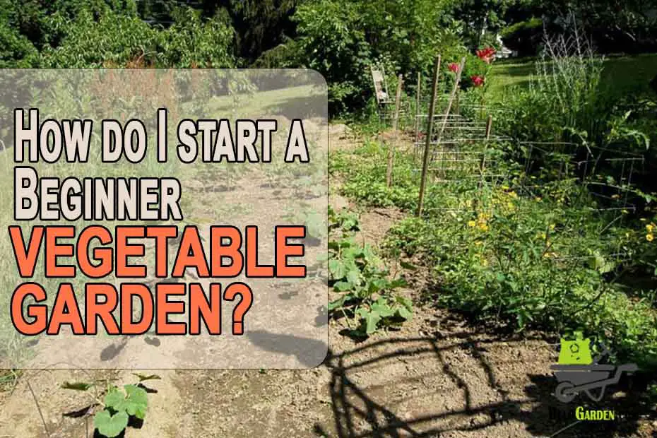 How do i start a beginner vegetable garden?