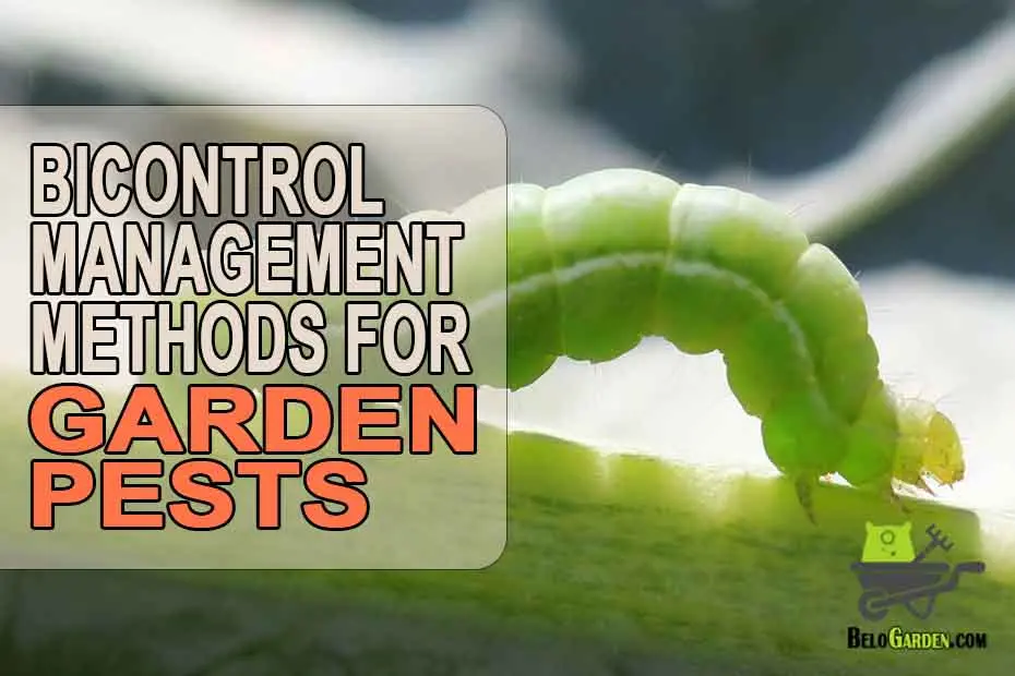 Best garden pest biocontrol methods