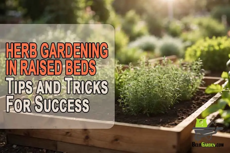 Herb gardening in raised beds: tips and tricks for a successful harvest