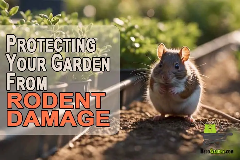 Protecting your garden from rodent damage: tips and tricks